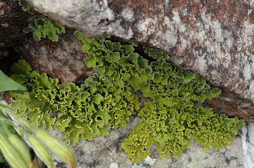 Gold Specklebelly Lichen