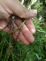 Hemiptera
