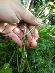 Hemiptera