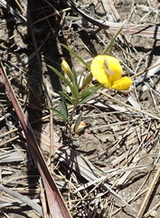 Argyrolobium filiforme
