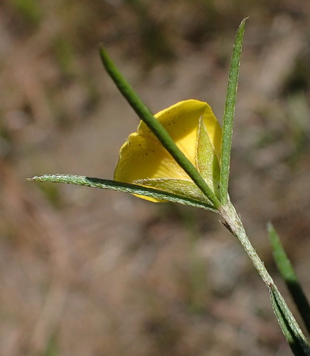 Image of Thread Silverpod (Argyrolobium filiforme) by (c) Nicola van Berkel, some rights reserved (CC BY-SA)