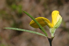 Argyrolobium filiforme