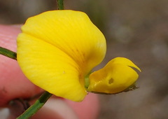 Argyrolobium filiforme