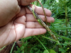 Hemiptera