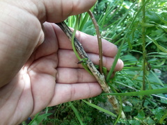 Hemiptera