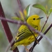 Northern Yellow Warbler [Aestiva] - Photo (c) Joseph D Kurtz, some rights reserved (CC BY-NC), uploaded by Joseph D Kurtz