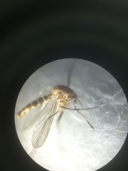 Culex pipiens