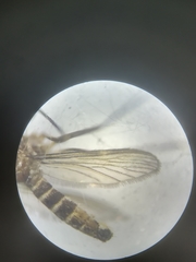 Culex pipiens