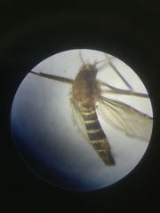 Culex pipiens