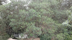 Baccharis bogotensis