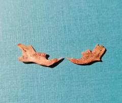 Apodemus flavicollis