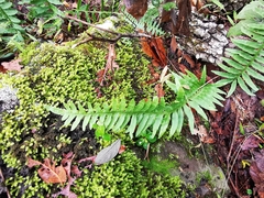 Polypodium plesiosorum