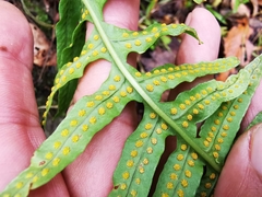 Polypodium plesiosorum