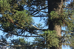 Araucaria angustifolia