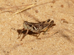 Melanoplus angustipennis