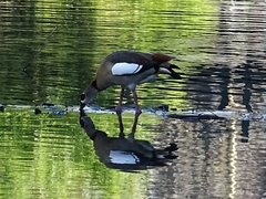 Alopochen aegyptiaca