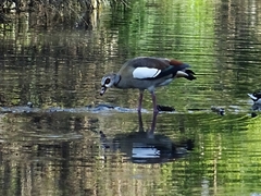 Alopochen aegyptiaca