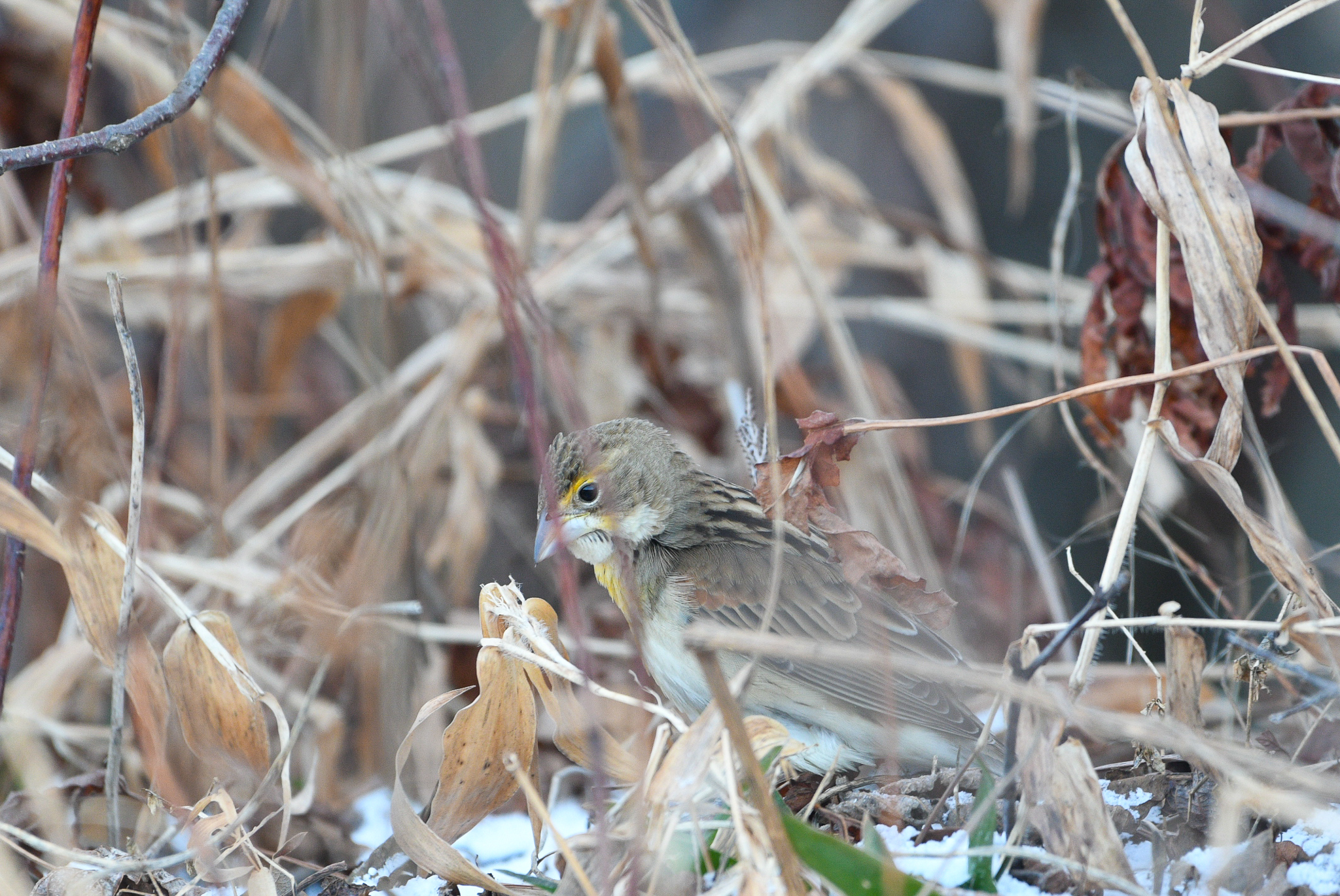 Dickcissel (Spiza americana)
