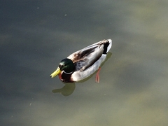 Anas platyrhynchos