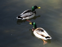 Anas platyrhynchos
