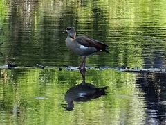 Alopochen aegyptiaca