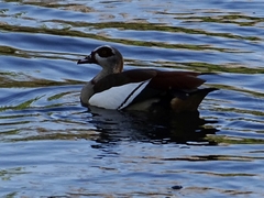 Alopochen aegyptiaca