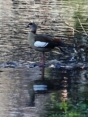 Alopochen aegyptiaca