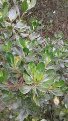 Baccharis bogotensis