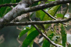 Mionectes striaticollis