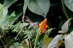 Elliotomyia chionogaster