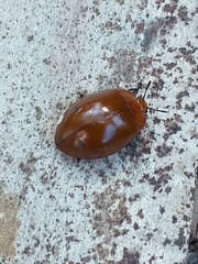 Strongylosomus nigripes