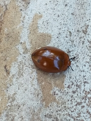 Strongylosomus nigripes