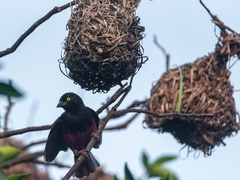 Ploceus castaneofuscus
