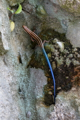 Plestiodon japonicus