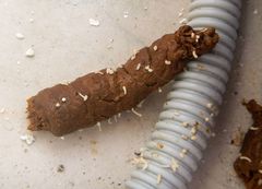 Cestoda