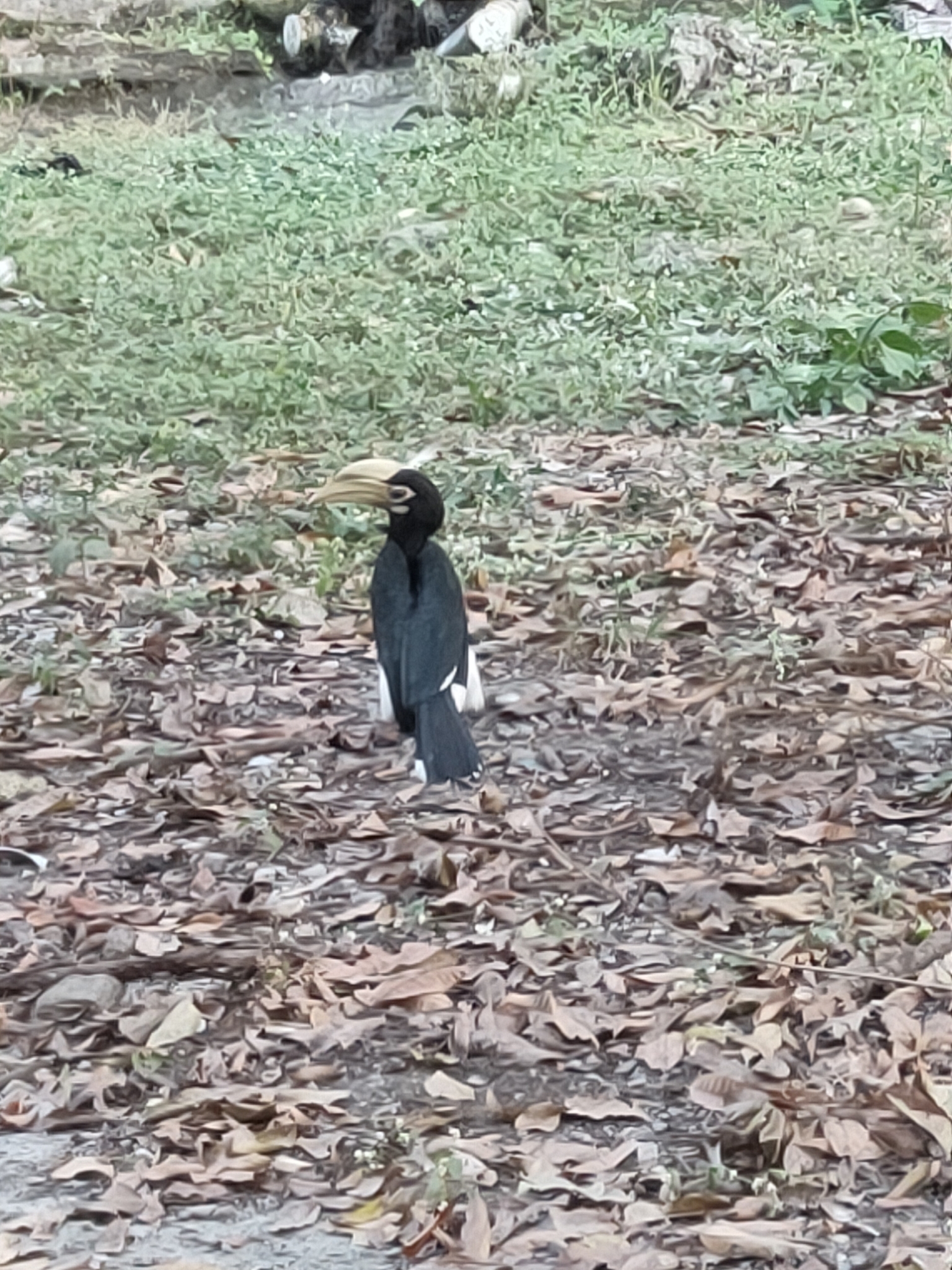 Oriental Pied Hornbill