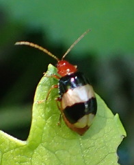 Monolepta melanogaster