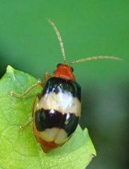 Monolepta melanogaster