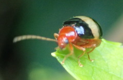 Monolepta melanogaster