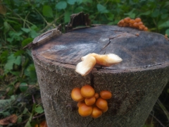 Flammulina