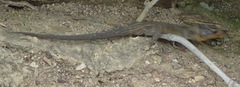 Ninurta coeruleopunctatus