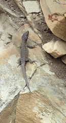 Ninurta coeruleopunctatus