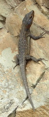 Ninurta coeruleopunctatus