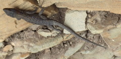 Ninurta coeruleopunctatus