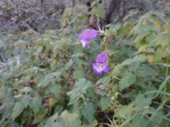 Penstemon campanulatus