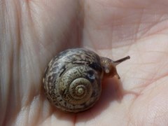 Fruticicola fruticum