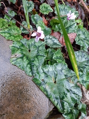 Cyclamen hederifolium
