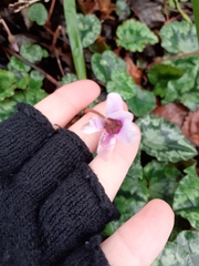 Cyclamen hederifolium
