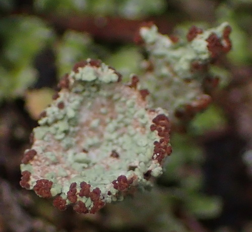 Taurinė šiurė nuotrauka