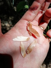 Diatenopteryx sorbifolia